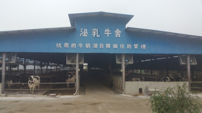 参观德人牧业公司奶牛场.jpg